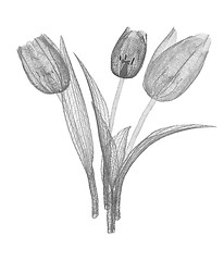 Image showing Tulip flower