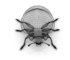 Image showing beetle