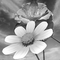 Image showing Beautiful Flower against the sky 