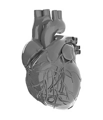 Image showing Human heart