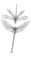 Image showing Dragonfly