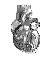 Image showing Human heart