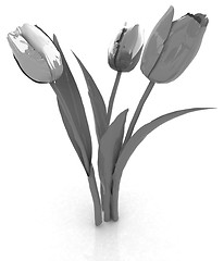 Image showing Tulip flower