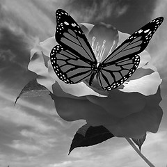 Image showing Beautiful Flower and butterfly against the sky 