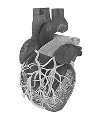 Image showing Human heart