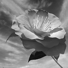 Image showing Beautiful Flower against the sky 