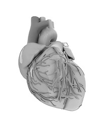 Image showing Human heart