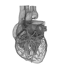 Image showing Human heart