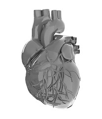 Image showing Human heart