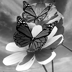 Image showing Beautiful Flower and butterfly against the sky 