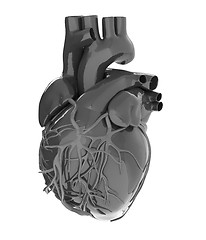 Image showing Human heart