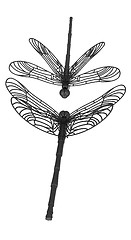 Image showing Dragonfly