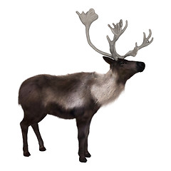 Image showing Caribou