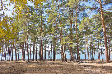 Image showing pine forest