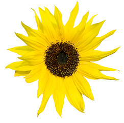 Image showing sunflower