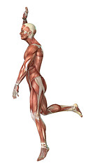 Image showing Muscles Map