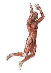 Image showing Muscles Map