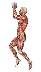 Image showing Muscles map