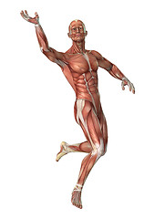 Image showing Muscles map