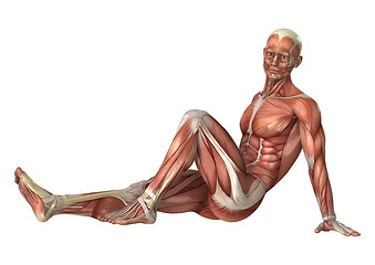 Image showing Muscles Map