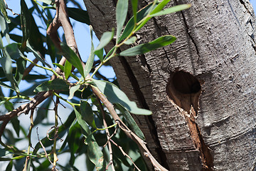 Image showing Bird hollow