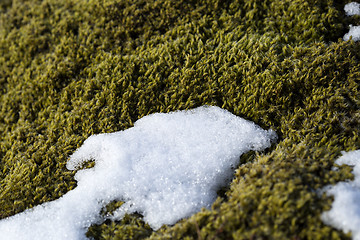 Image showing Closeup of fragile Icelandic moss