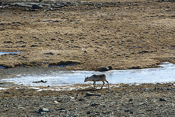 Image showing Reindeer in Iceland