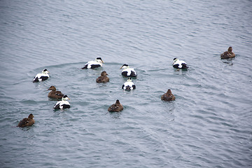 Image showing Different colored ducks on a lake