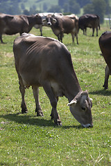 Image showing Portrait of a high yielding cow