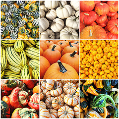 Image showing Autumn squash collage