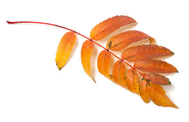 Image showing Autumn leaf of rowan isolated on white background