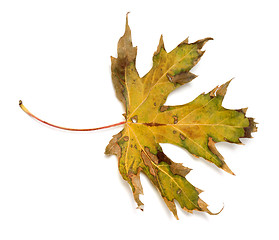 Image showing Autumn dry leaf