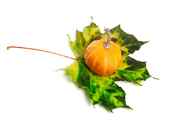 Image showing Small decorative pumpkin on multicolor maple-leaf