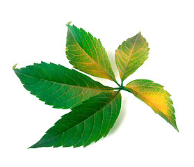 Image showing Yellowed grapes leaf (Parthenocissus quinquefolia foliage)