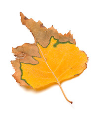Image showing Dried autumn leaf of birch