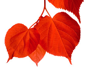 Image showing Red linden-tree leafs