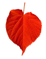 Image showing Red linden-tree leaf