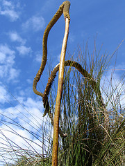 Image showing flower tree