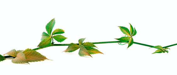 Image showing Yellowed twig of grapes leaves on white background