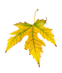 Image showing Autumn yellowed leaf