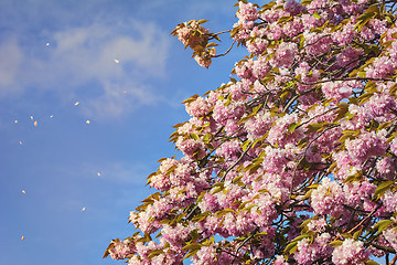 Image showing Peach Blossom