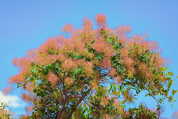 Image showing Smoketree