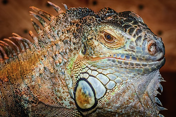 Image showing Iguana