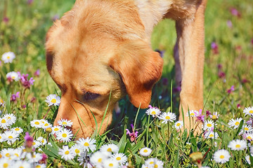 Image showing Sniffing Dog 