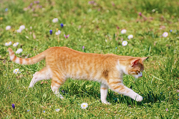Image showing Outbred Cat 