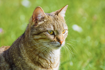 Image showing Outbred Cat 