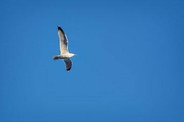 Image showing Seagull