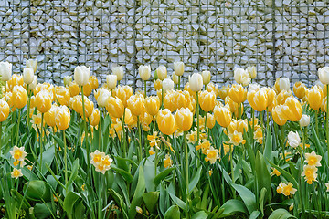 Image showing Tulips