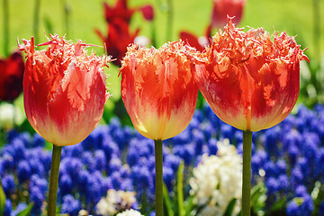 Image showing Tulips