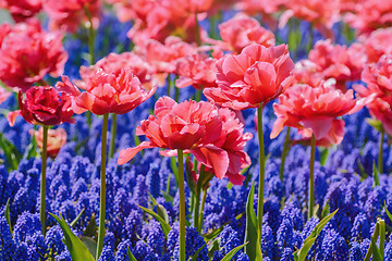 Image showing Tulips 